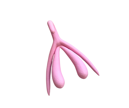 Model Edukacyjny Łechtaczki 3D